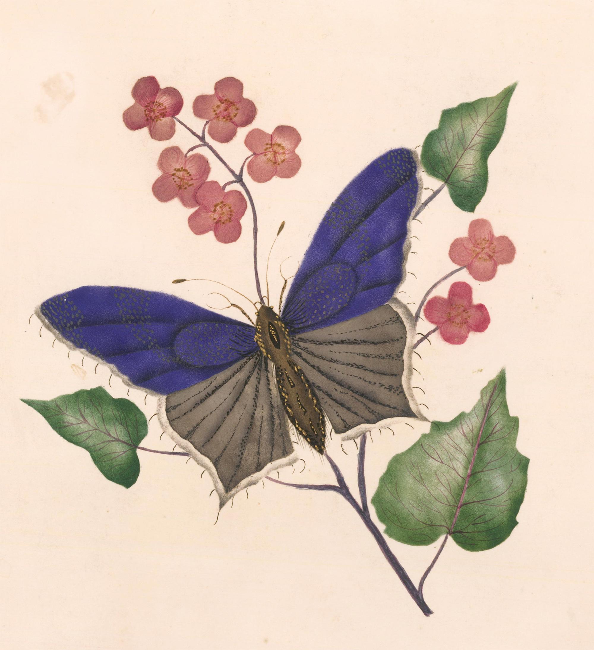 Unknown Animal Painting – Viktorianisches Schmetterling-Aquarell