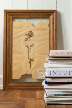 Vintage French Herbarium Plant Page With Oak Frame