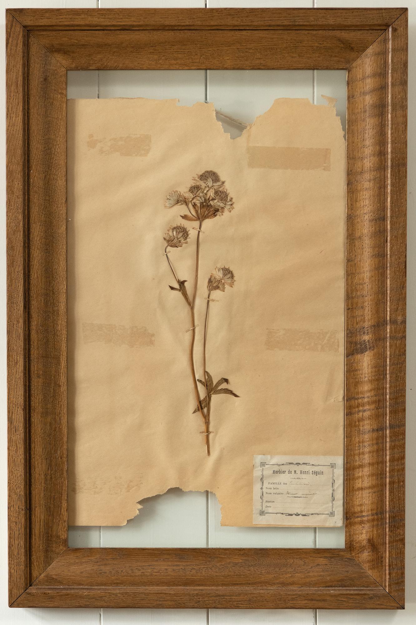 Page de plantes d'herbarium française vintage avec cadre en chêne