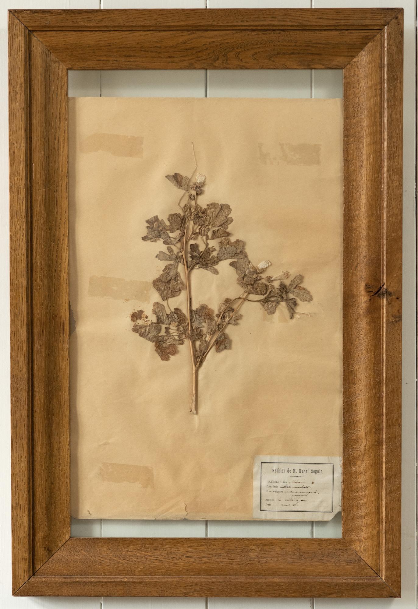 Página de plantas de herbario francés vintage con marco de roble