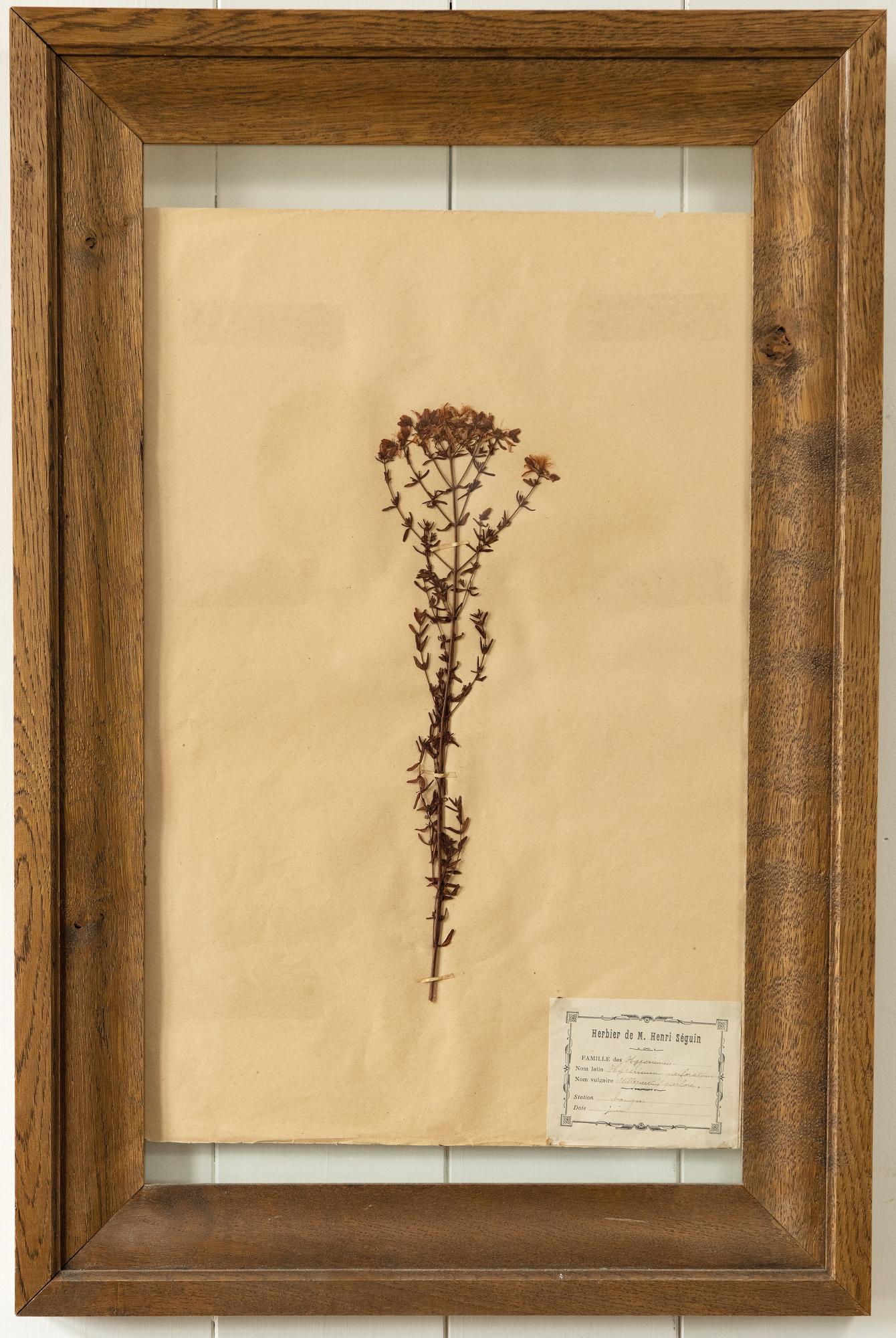 Vintage French Herbarium Plant Page With Oak Frame