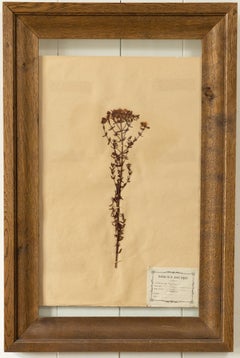 Retro French Herbarium Plant Page With Oak Frame