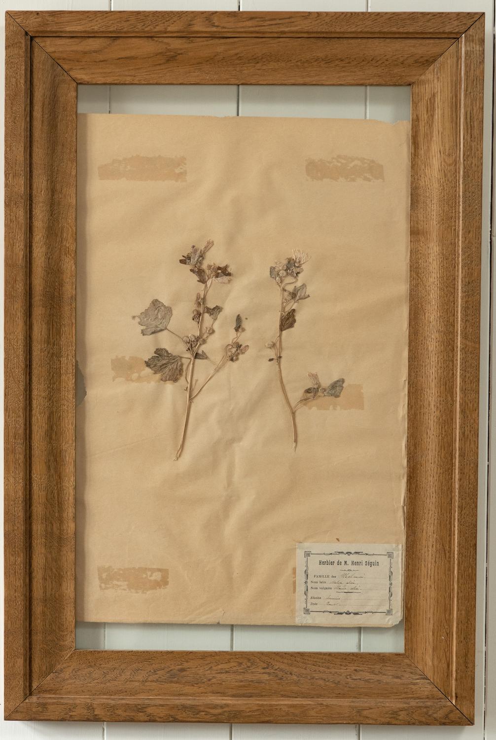 Page de plantes d'herbarium française vintage avec cadre en chêne - Mixed Media Art de Unknown