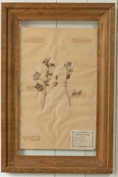 Vintage French Herbarium Plant Page With Oak Frame