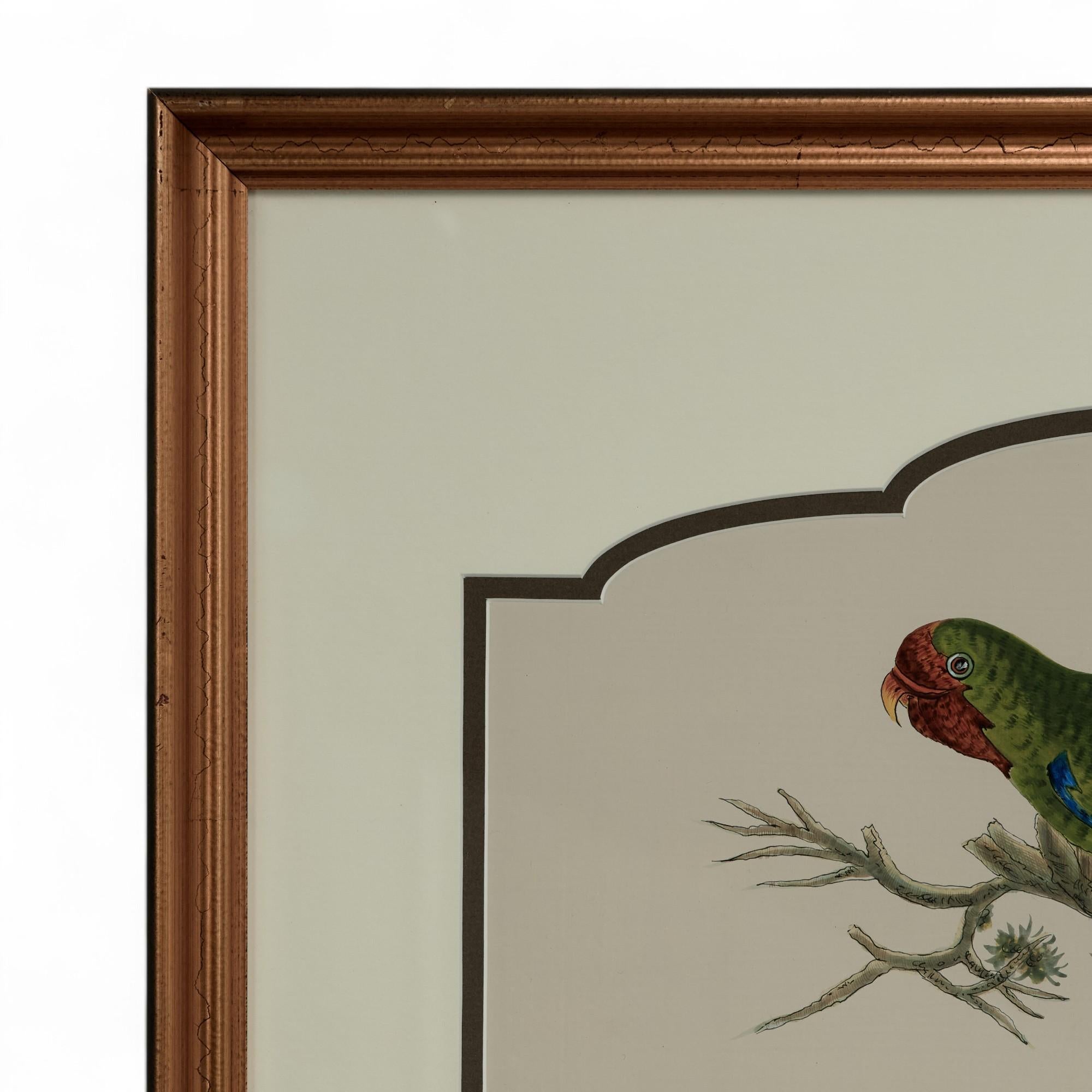 Paire de peintures vintage à l'encre et à l'aquarelle représentant des perroquets en vente 5