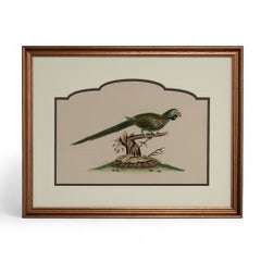 Vintage Pair of Ink and Watercolor Parrot Paintings