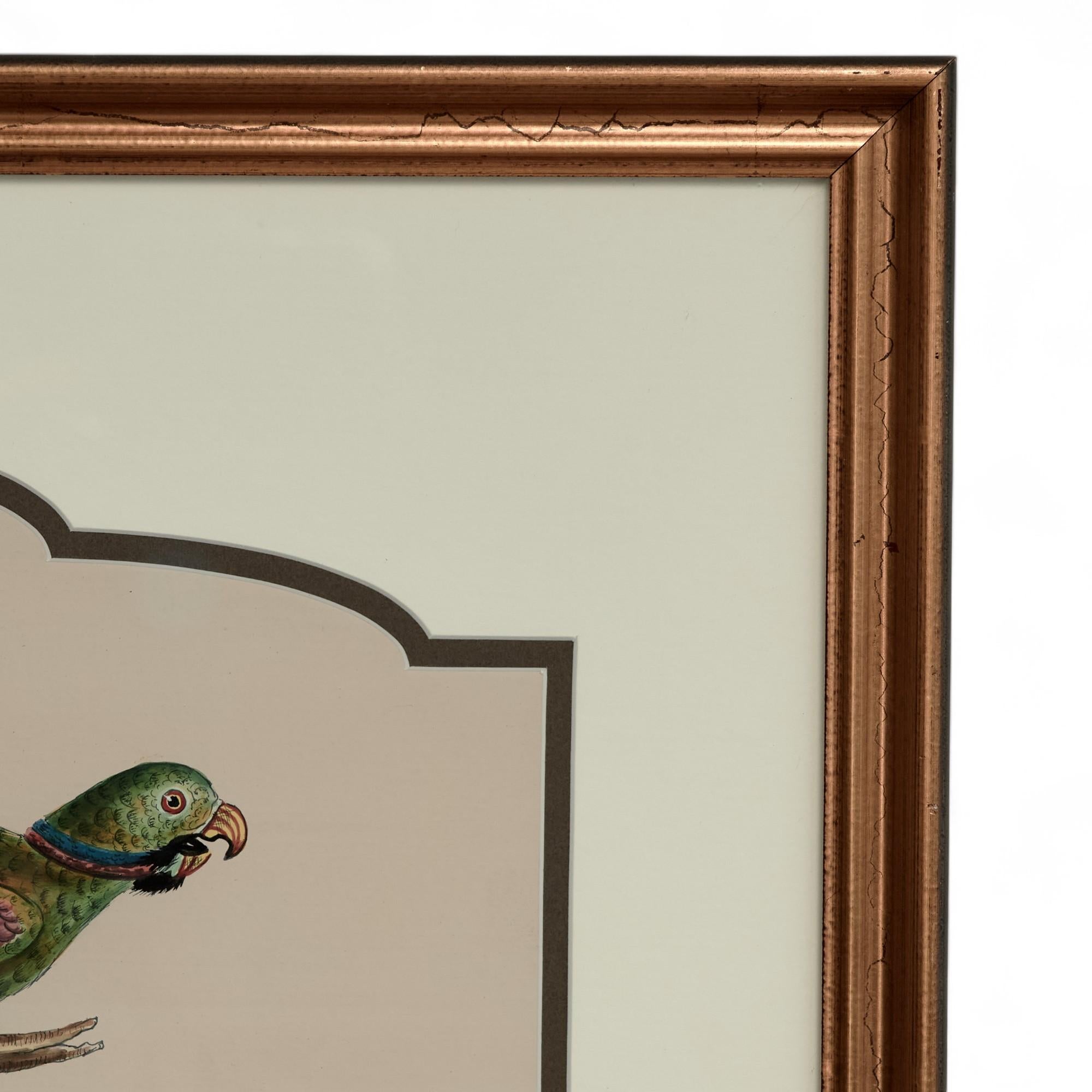 Paire de peintures de perroquets tropicaux sur papier exécutées à l'encre et à l'aquarelle, inspirées des premiers dessins naturalistes. Présentées sous verre dans des cadres en bois doré. Non signée.