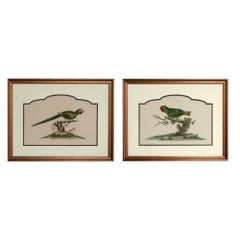 Paire de peintures vintage à l'encre et à l'aquarelle représentant des perroquets
