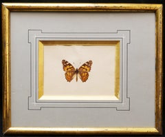 Watercolor Study of a Butterfly Mid 19th Century French School