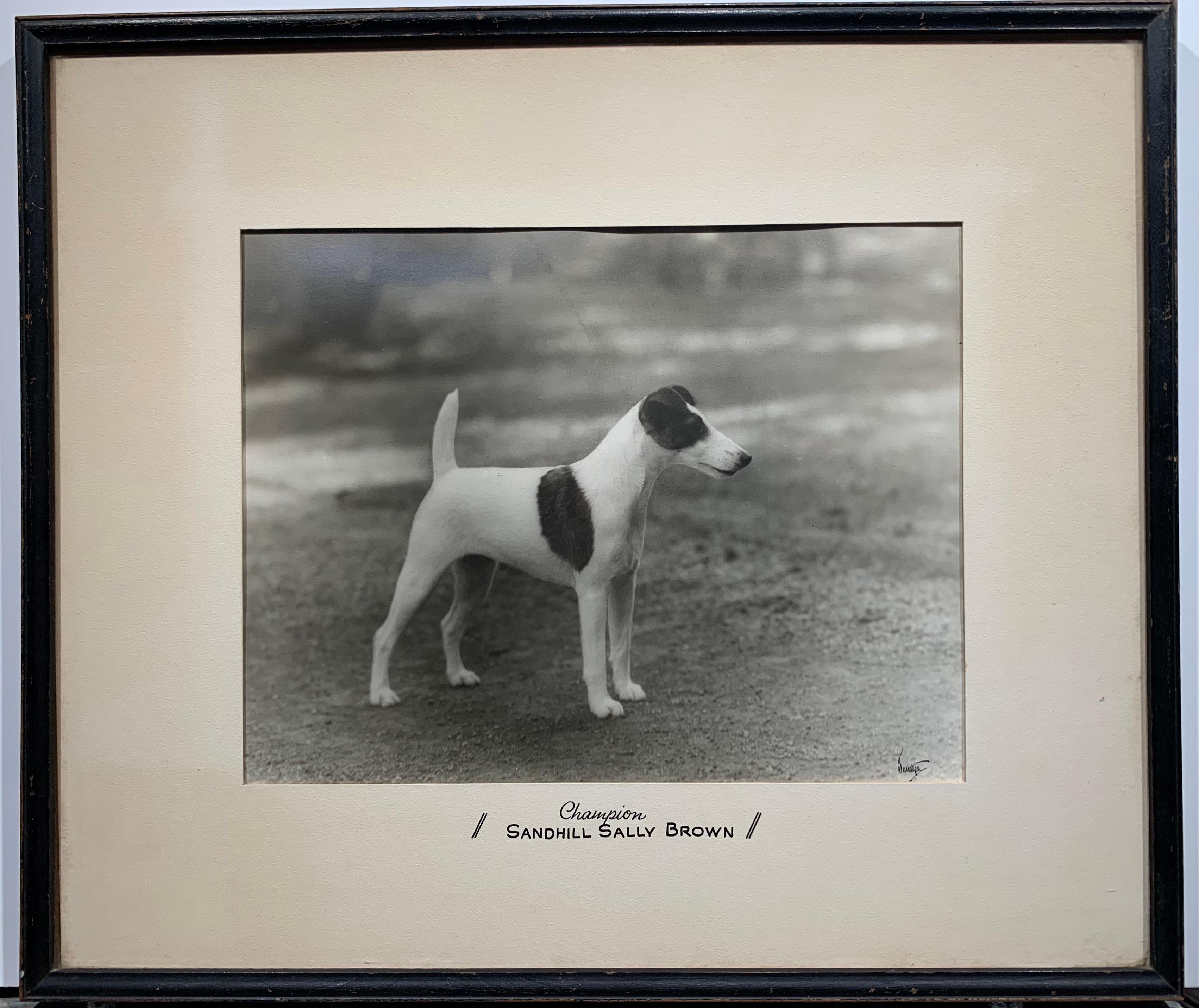 1920s Smooth Fox Terrier vintage Pedigree Dog Champion Photo  - Photograph by Unknown