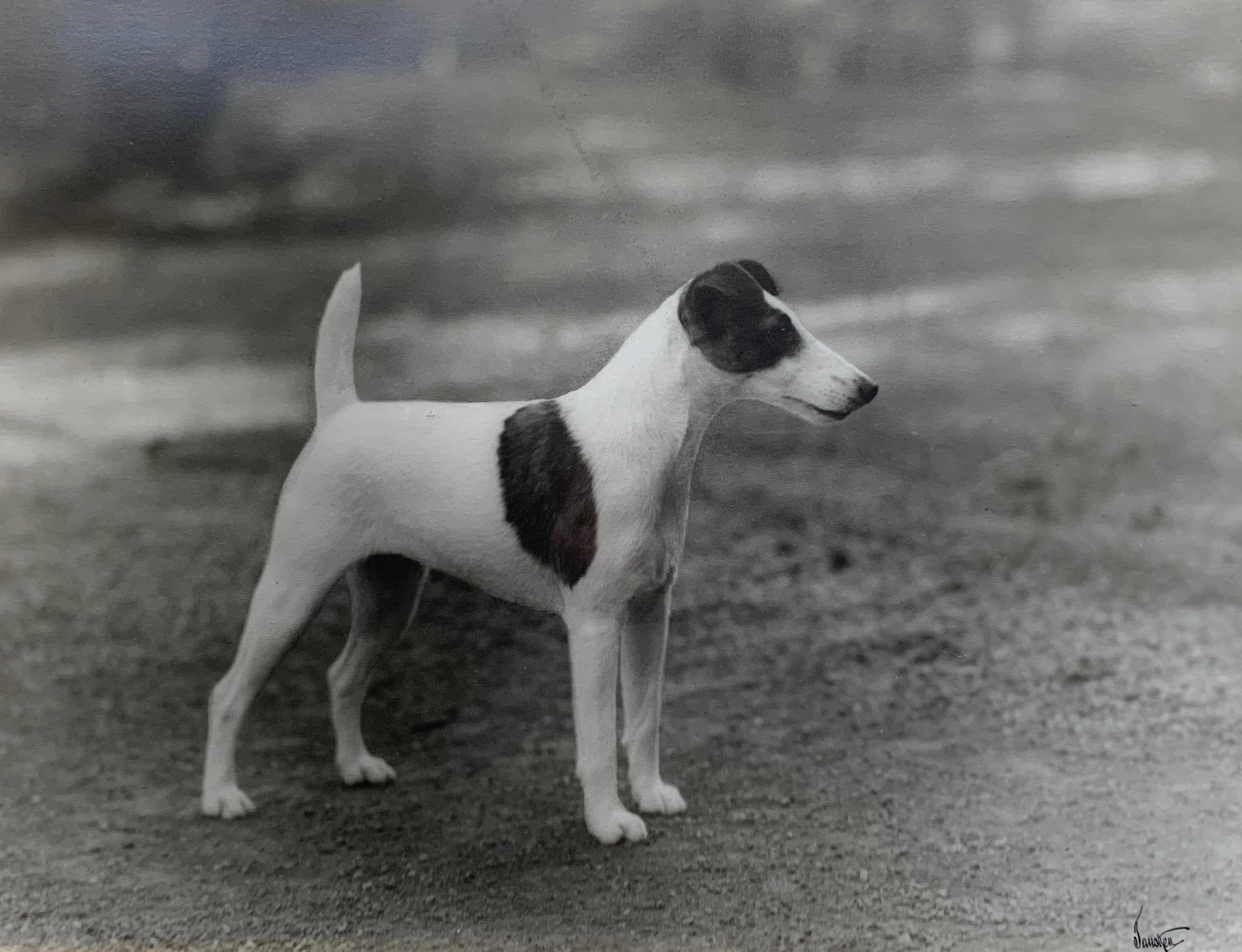 Unknown Black and White Photograph - 1920s Smooth Fox Terrier vintage Pedigree Dog Champion Photo 