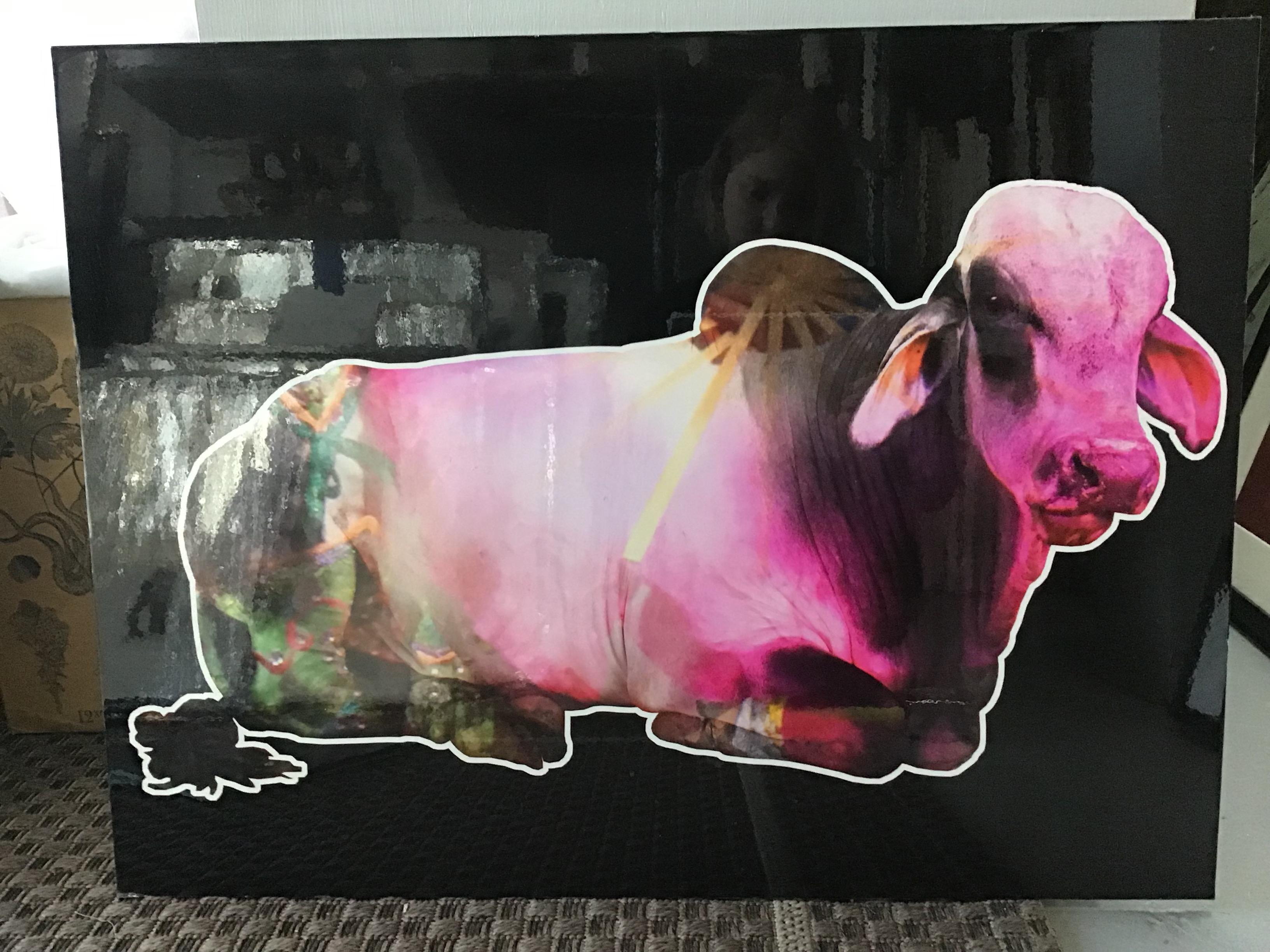 Unknown Still-Life Photograph - abstract cow