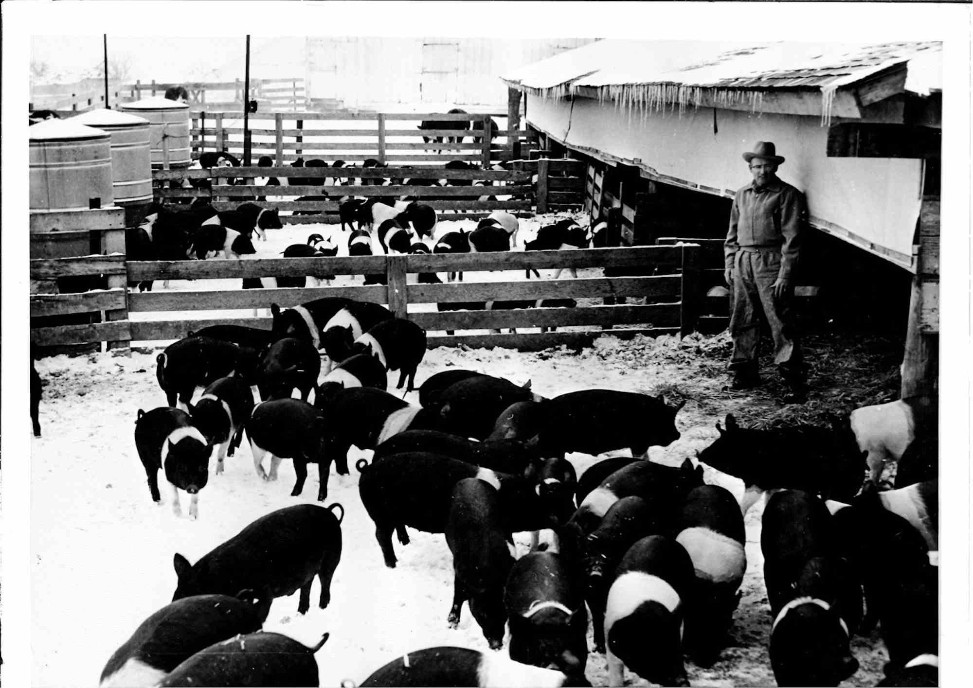 Unknown Figurative Photograph - Agricultural Production - American Vintage Photograph - Mid 20th Century