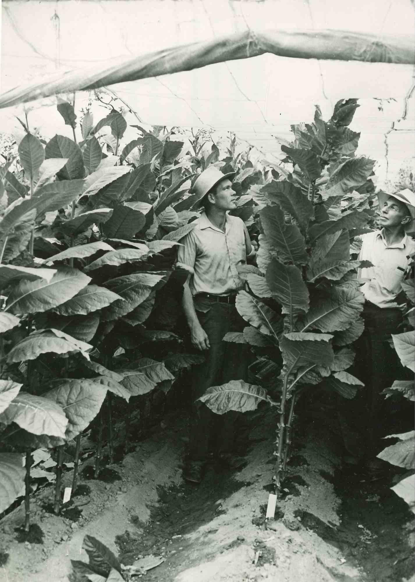 Unknown Figurative Photograph – Landwirtschaft – amerikanische Vintage-Fotografie – Mitte des 20. Jahrhunderts