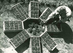 Agriculture en Floride - Photographie vintage américaine - Milieu du XXe siècle