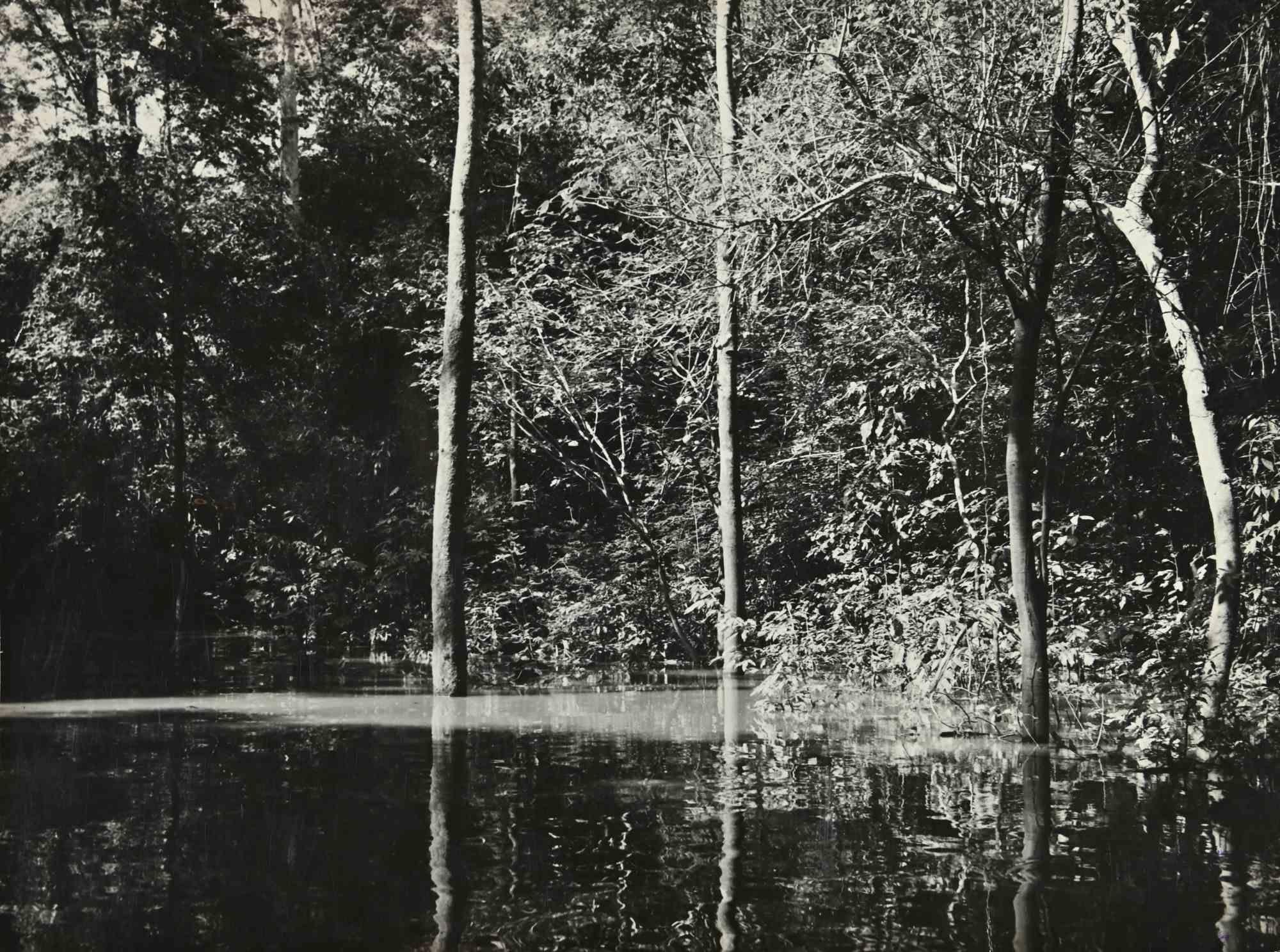 Unknown Figurative Photograph - Amazon Forest - Rio Amazonas - Photograph - 1960s