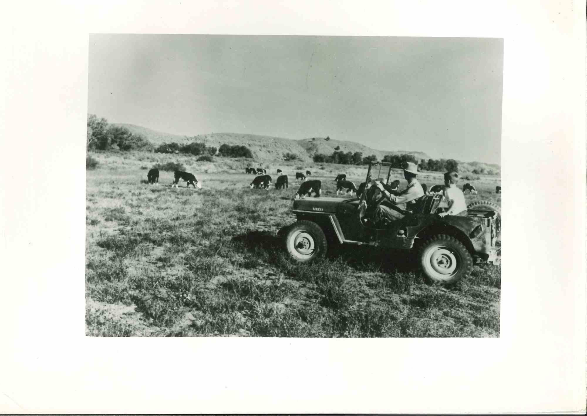 Unknown Figurative Photograph - American Cattle Breeder - Vintage Photograph - Mid 20th Century