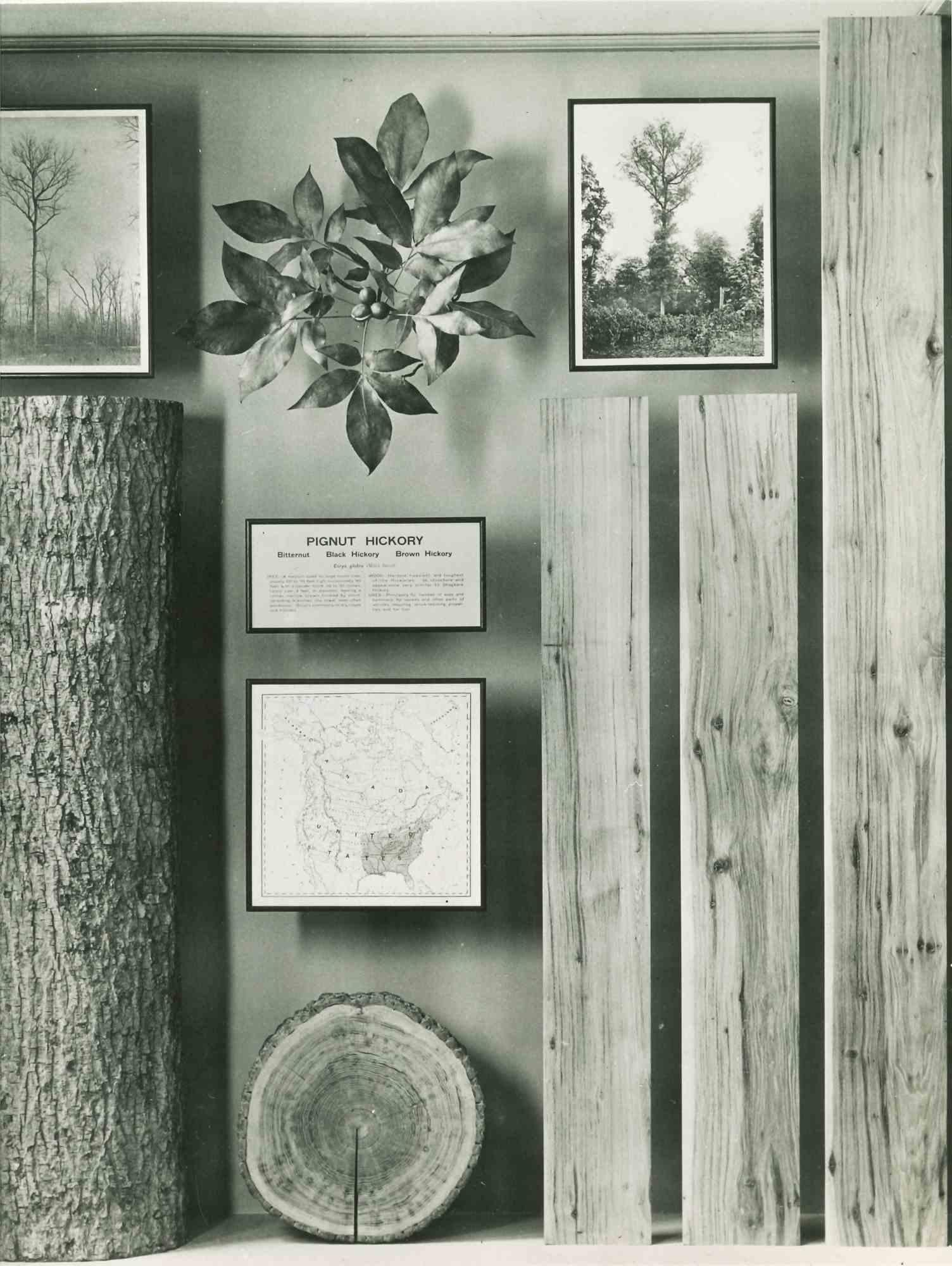 Unknown Figurative Photograph - American Museum of Trees - Vintage Photograph - Mid 20th Century