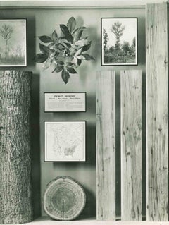 American Museum of Trees - Vintage Photograph - Mid 20th Century