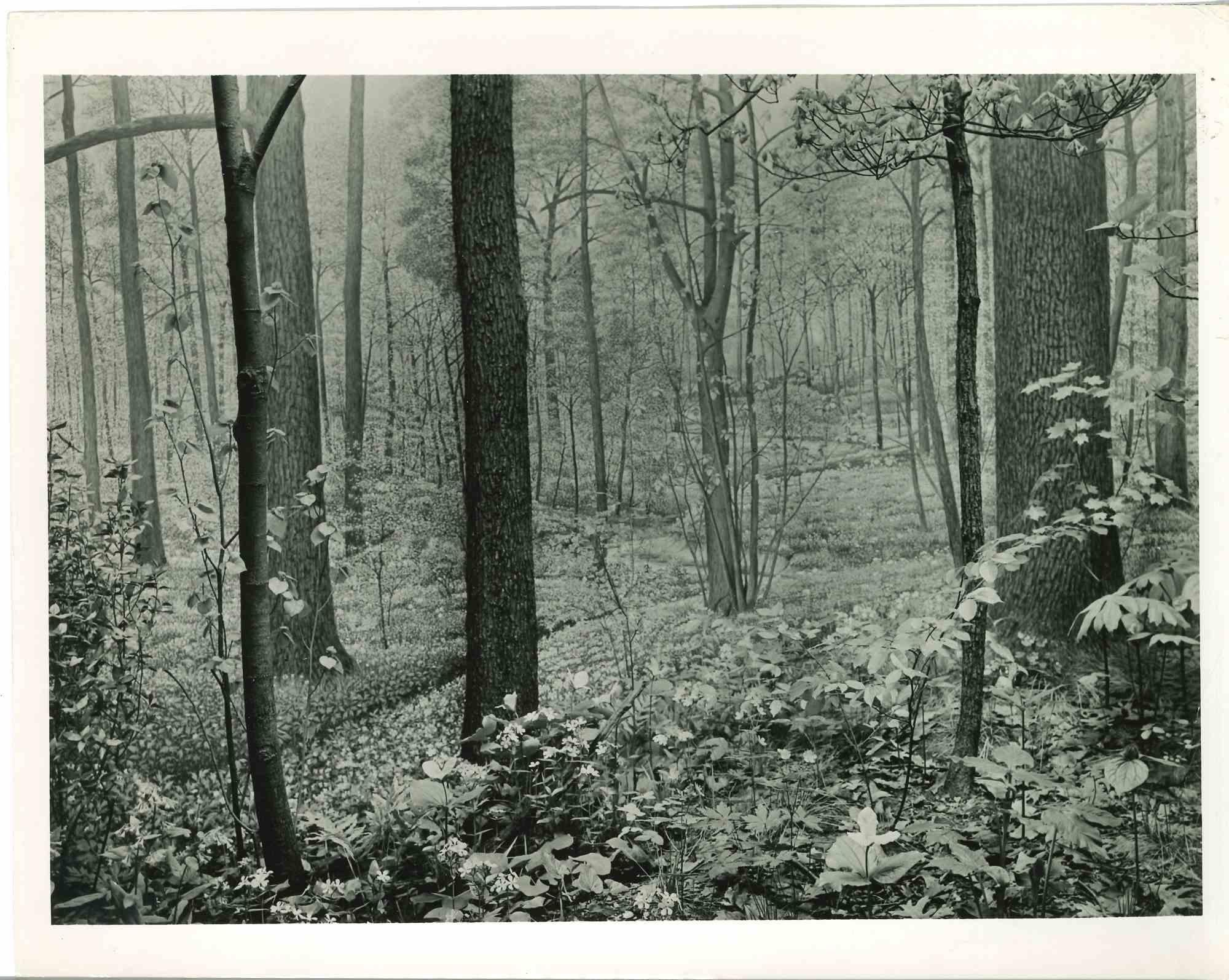 Unknown Figurative Photograph - American Museum of Trees - Vintage Photograph - Mid 20th Century
