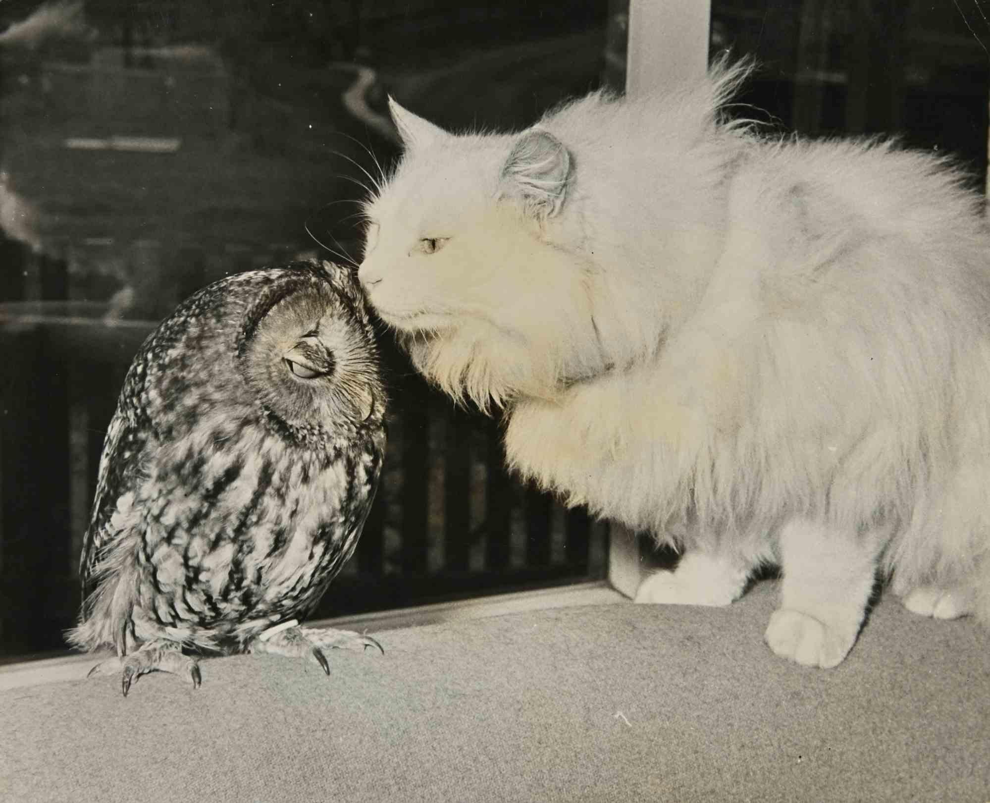 Unknown Figurative Photograph – Tierfotografie – Vintage-Fotografie – 1960er Jahre
