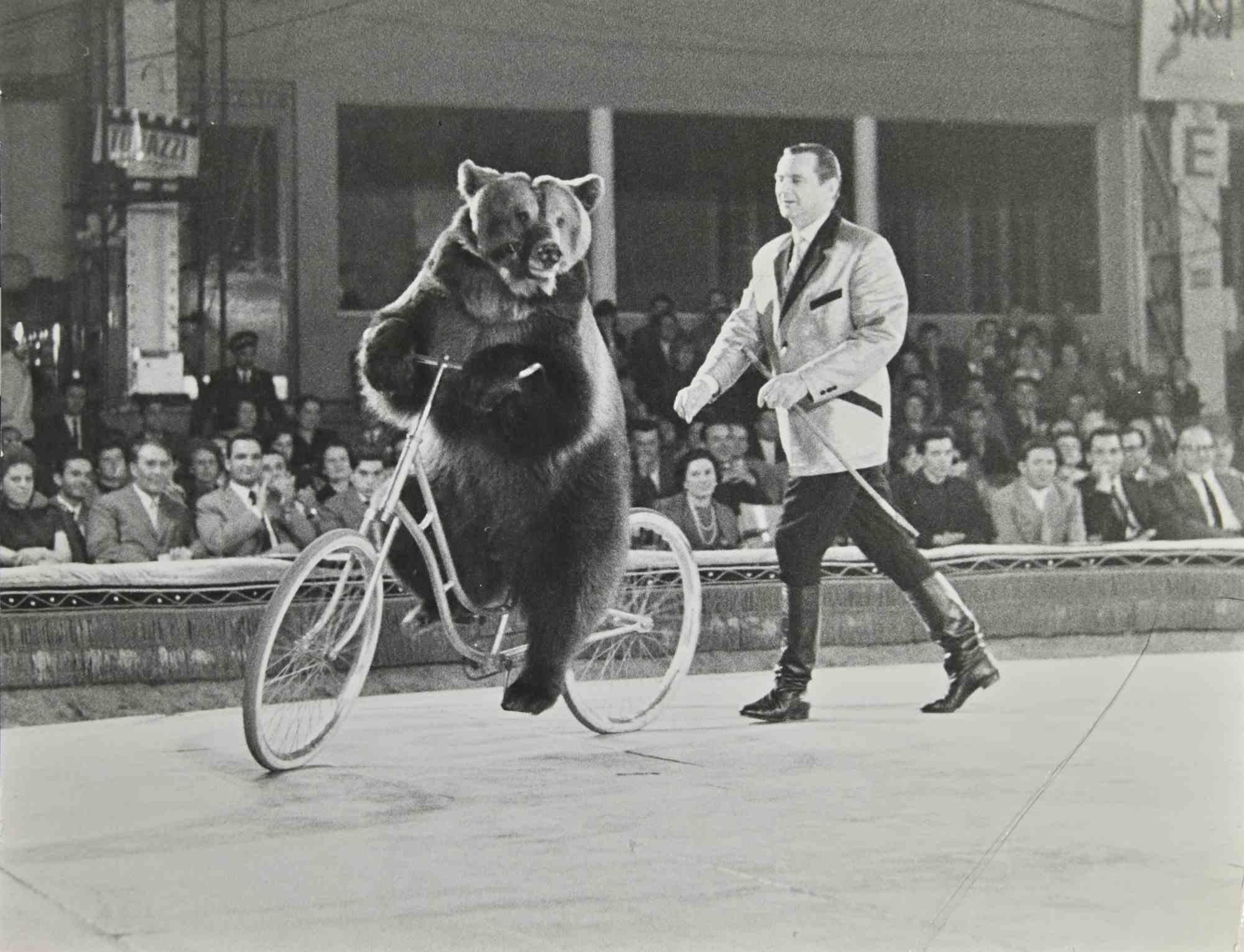 Biking Bear - Photograph - 1960s