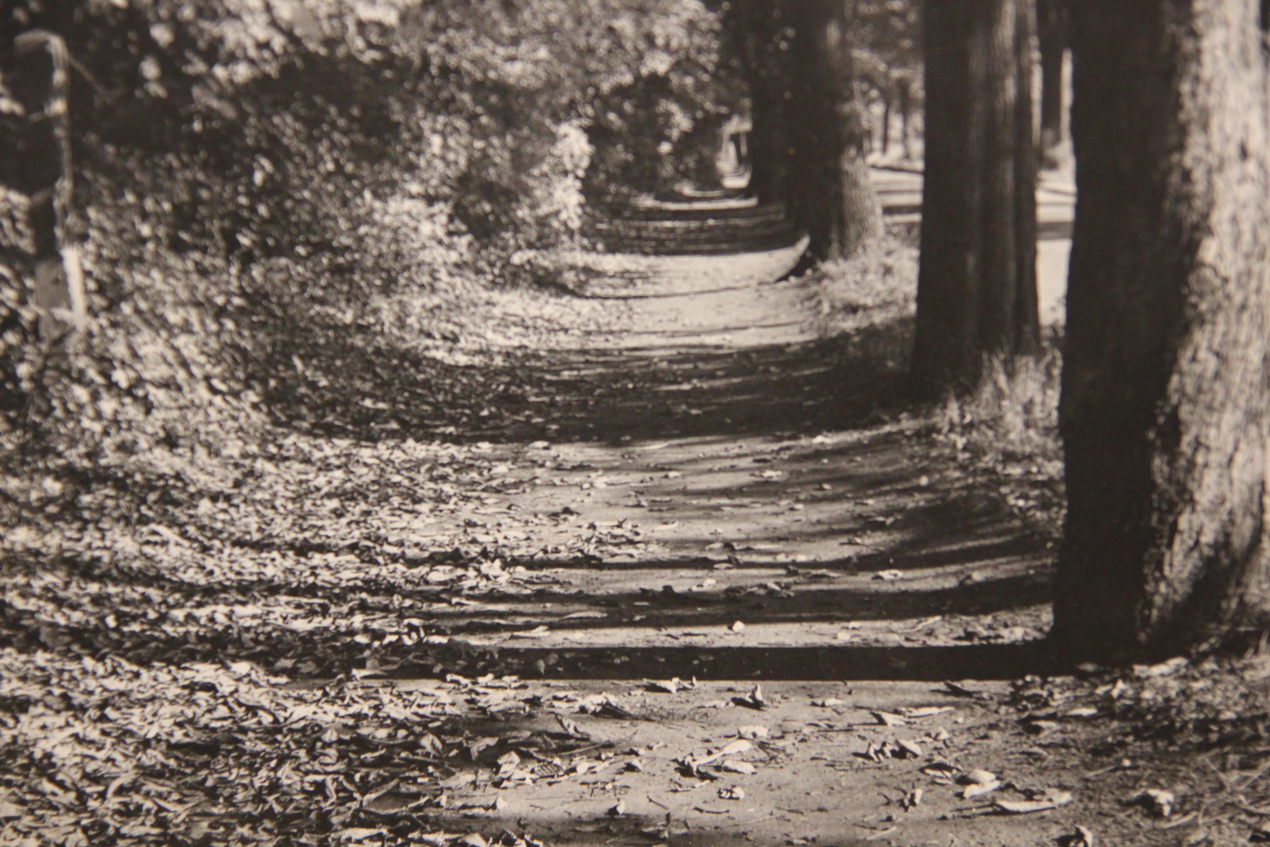 Photographie perspective en noir et blanc d'un trottoir avec arbres - Gris Landscape Photograph par Unknown