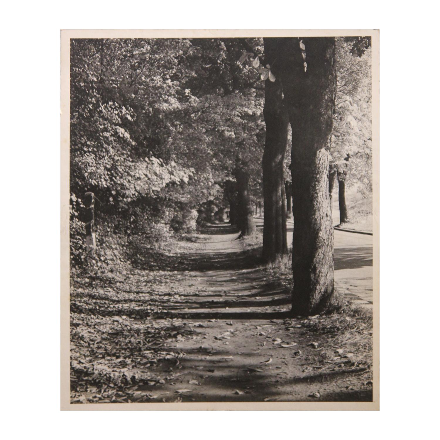 Unknown Black and White Photograph - Black and White Perspective Photograph of Sidewalk with Trees