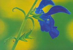 Blue Iris