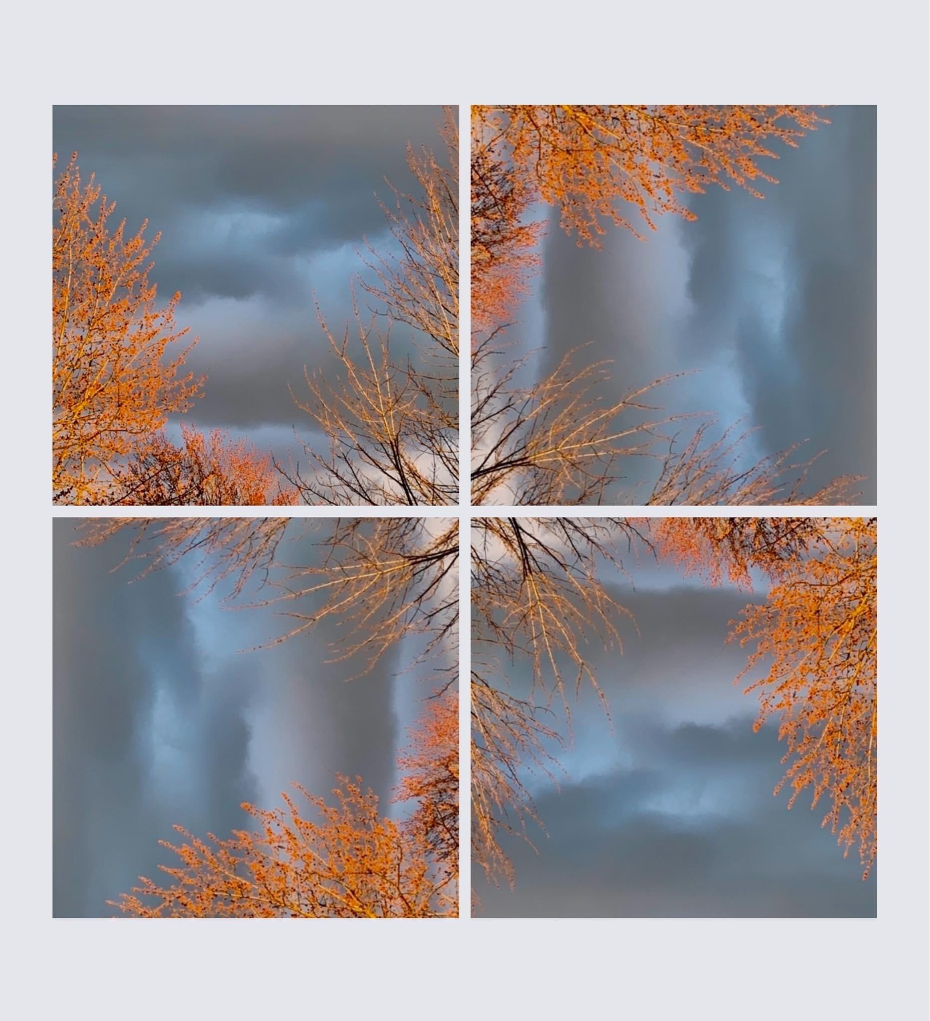 "Buds Before the Storm" photograph by Deborah Benedic