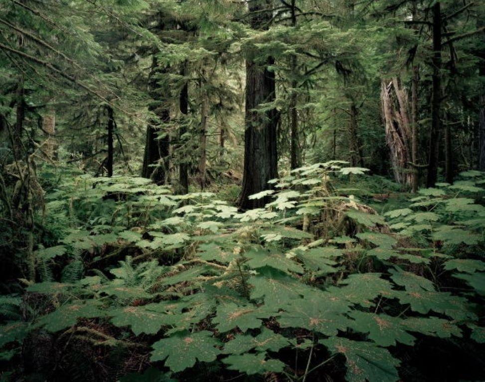 Unknown Landscape Photograph - "Cathedral Cove", photography by Mikael Lafontan (47x59in), 2013