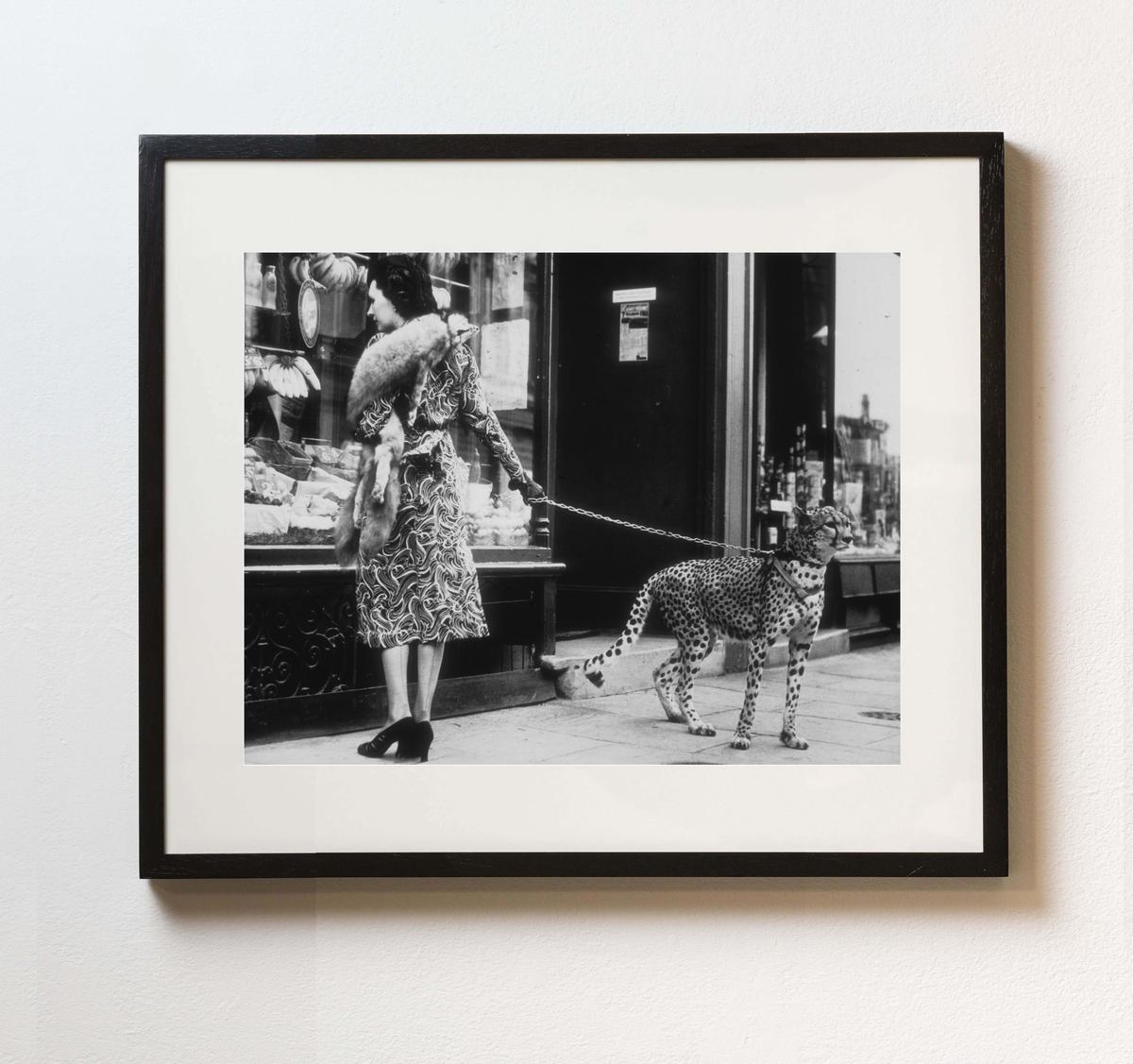 ''Cheetah Who Shops'' Fotodruck in limitierter Auflage von Getty, 20x24 – Photograph von Unknown