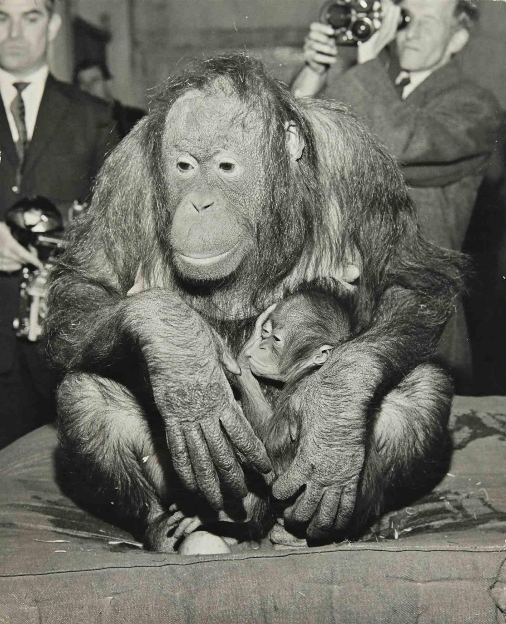 Unknown Figurative Photograph - Chimpanzee - Vintage Photograph - 1960s