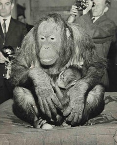 Chimpanzee - Photographie vintage, années 1960