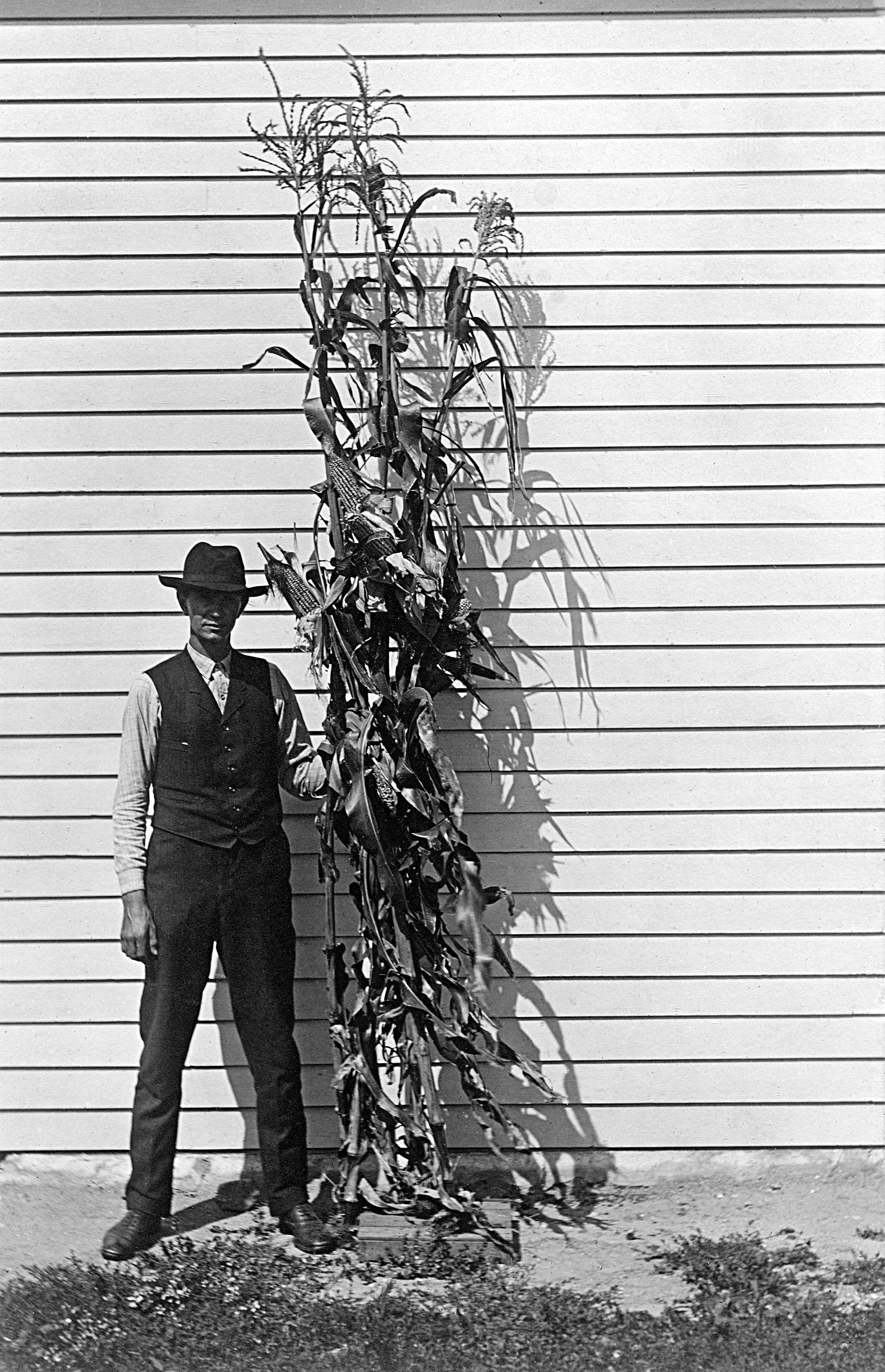 Unknown Still-Life Photograph - Corn Man