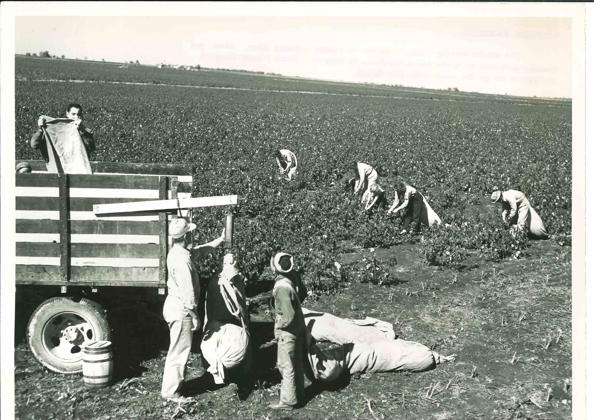 Unknown Figurative Photograph - Cotton Farmer - American Vintage Photograph - Mid 20th Century
