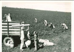 Cotton Farmer - American Vintage Photograph - Mid 20th Century