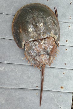 Crabby Joe says Hello   photograph by Deborah Benedic