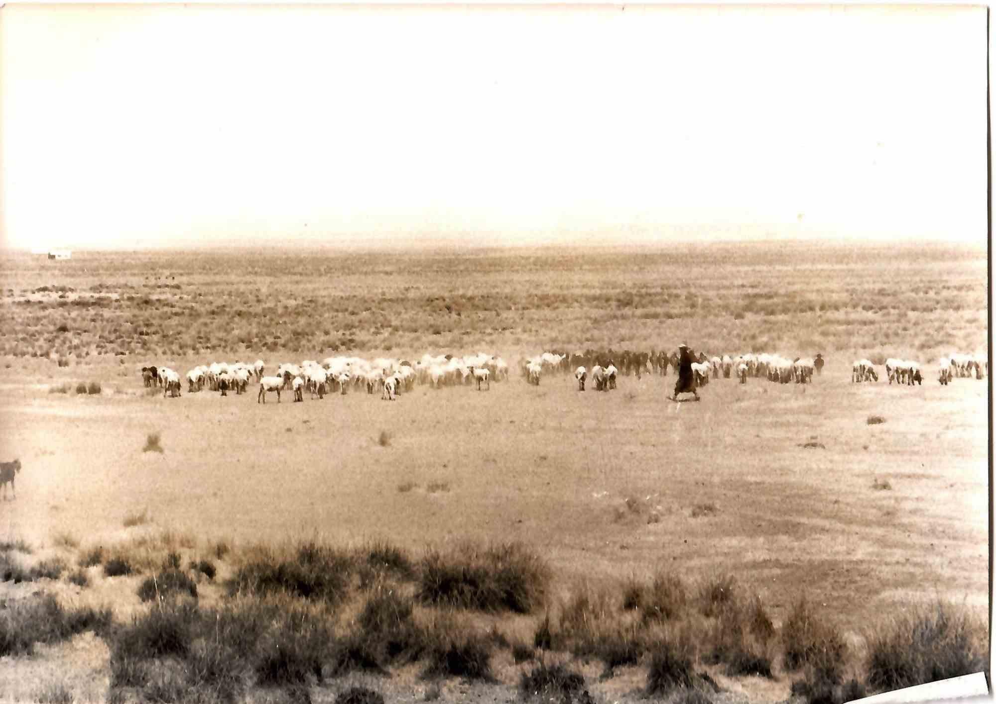 Djebel Amour – Vintage-Fotografie – Mitte des 20. Jahrhunderts