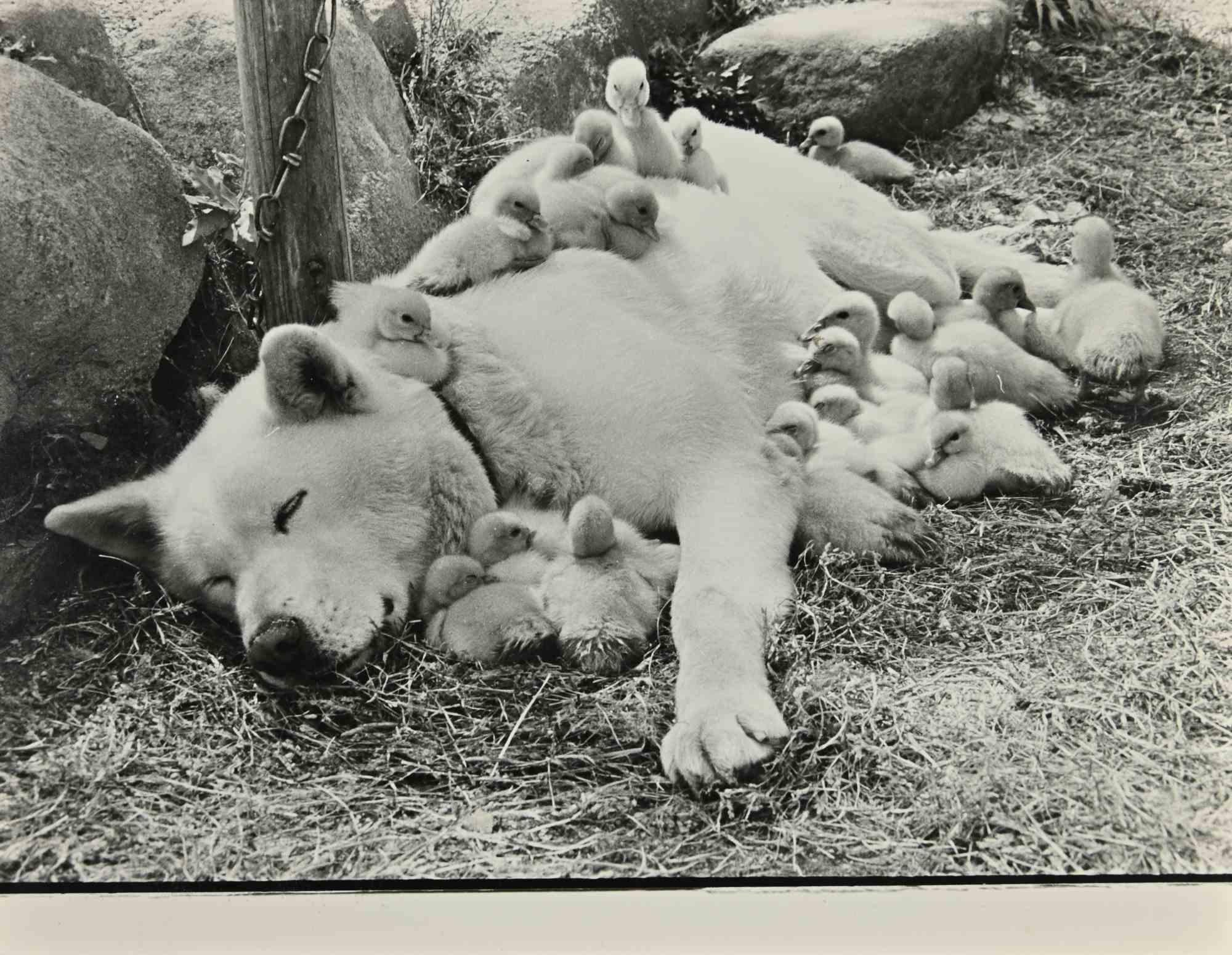 Unknown Figurative Photograph - Dog and ducklings - Photograph - 1960s