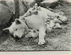Dog and ducklings - Photographie - Années 1960