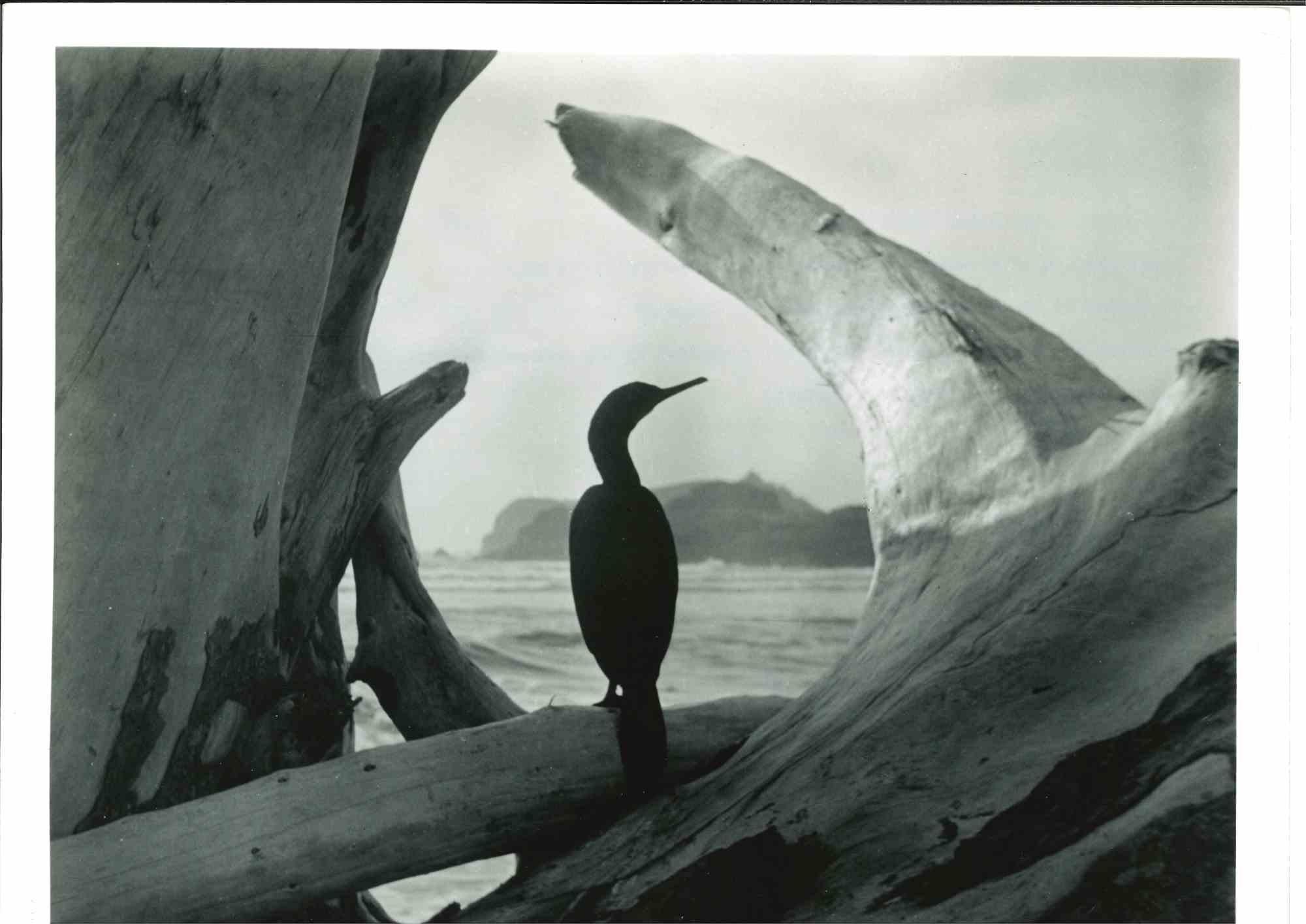 Unknown Figurative Photograph - Driftwood - American Vintage Photograph - Mid 20th Century