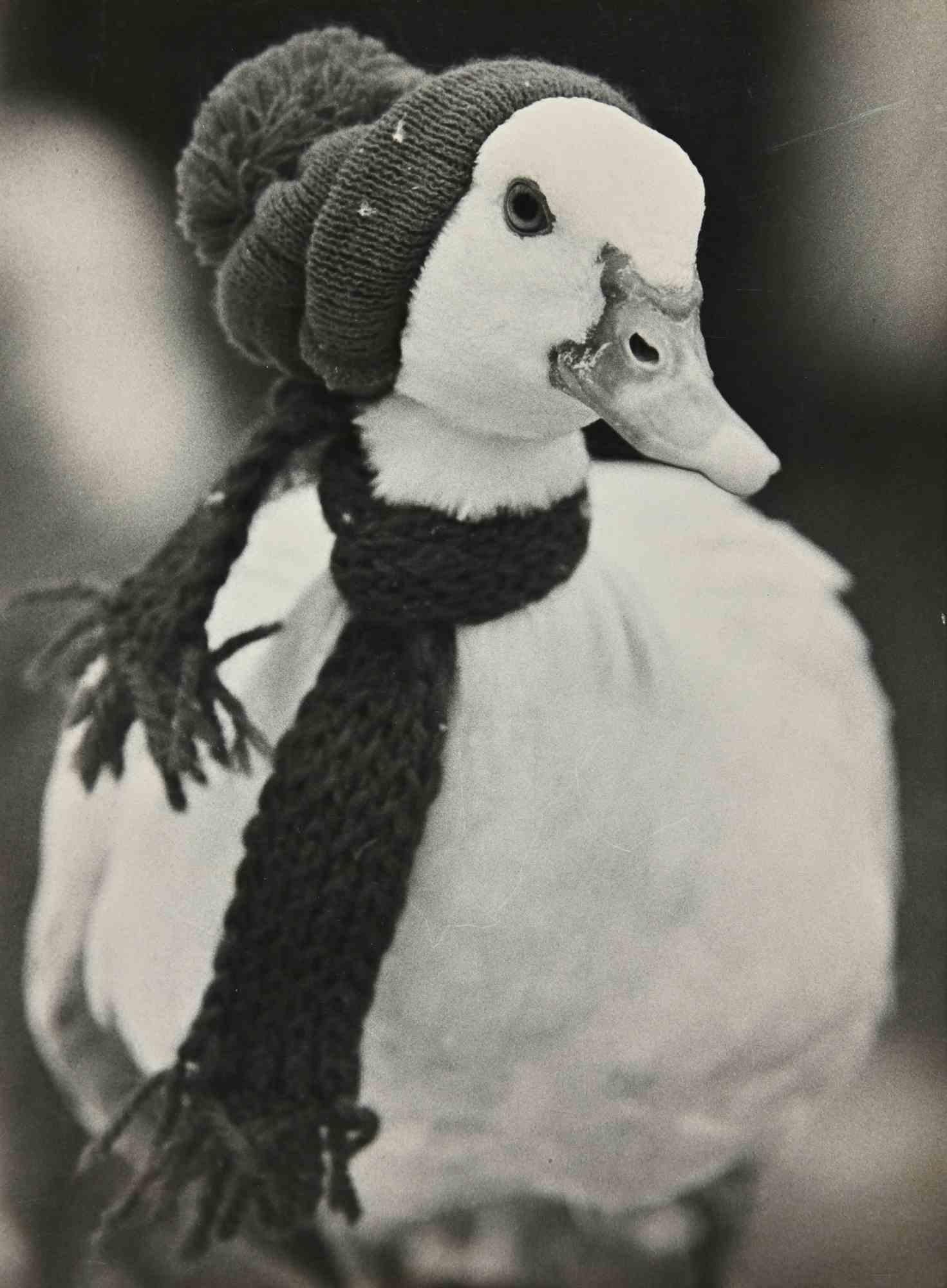 Unknown Figurative Photograph - Duck - Vintage Photograph - 1960s