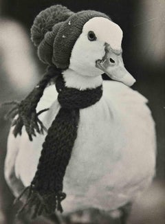 Duck - Vintage Photograph - 1960s