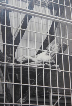 Fotografía antigua en blanco y negro de un gato grande tumbado en el recinto de un zoo