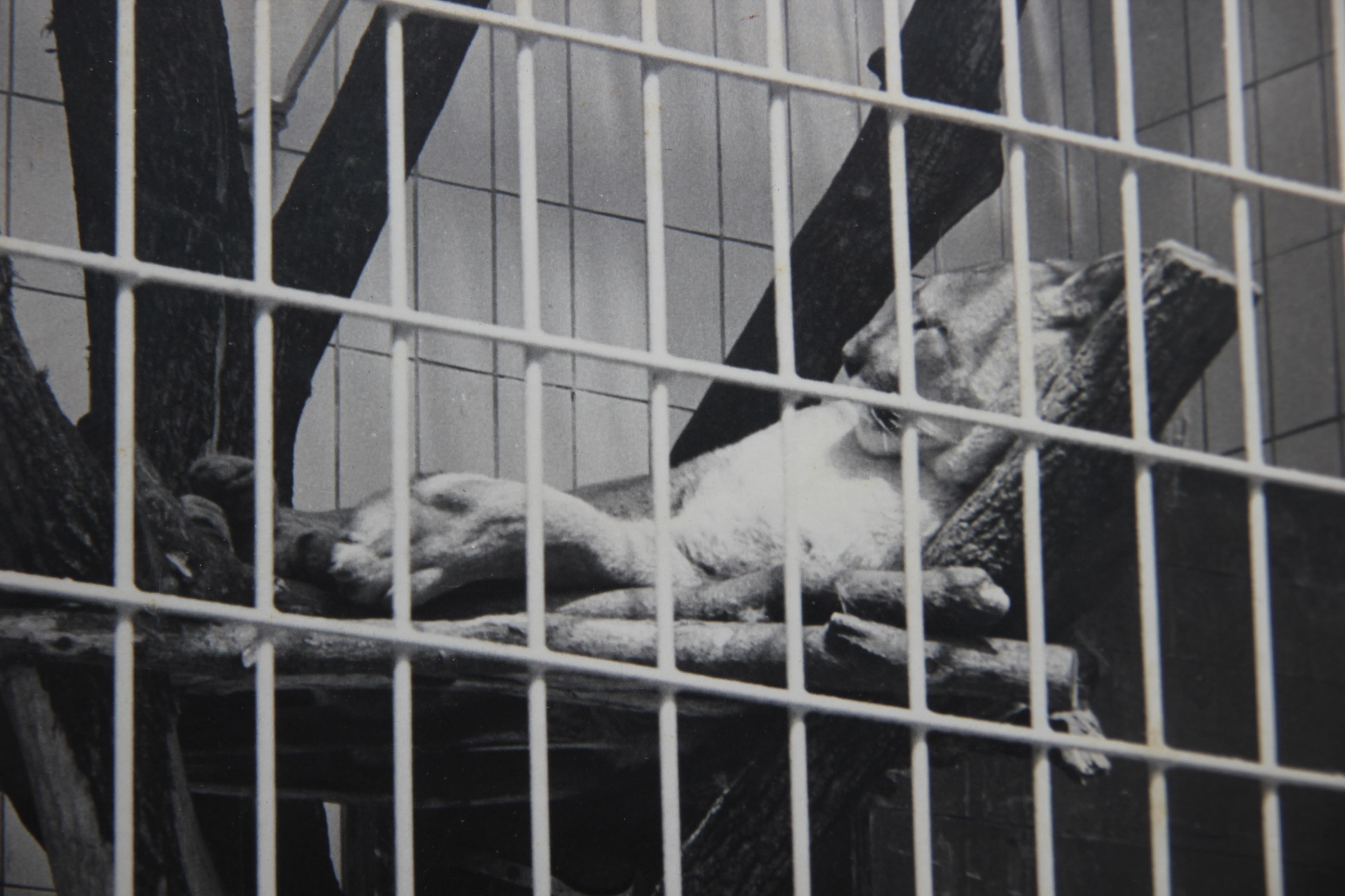Early black and white photograph of a large cat lounging in a zoo enclosure. The photograph is matted to a board to prevent bending. The photograph is not framed, but options are available.