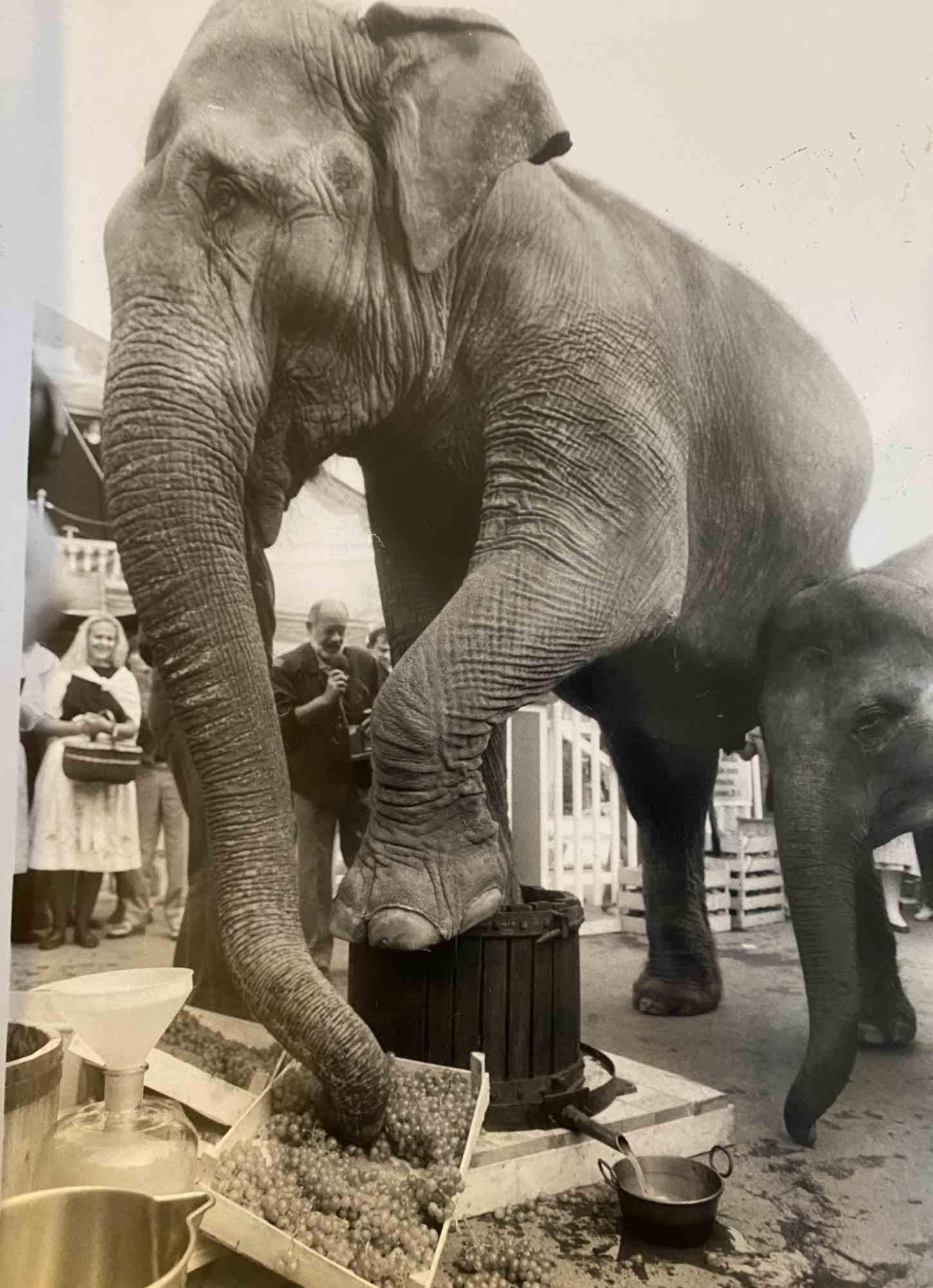 Unknown Figurative Photograph - Elephant Eating Grapes - Photograph - 1960s