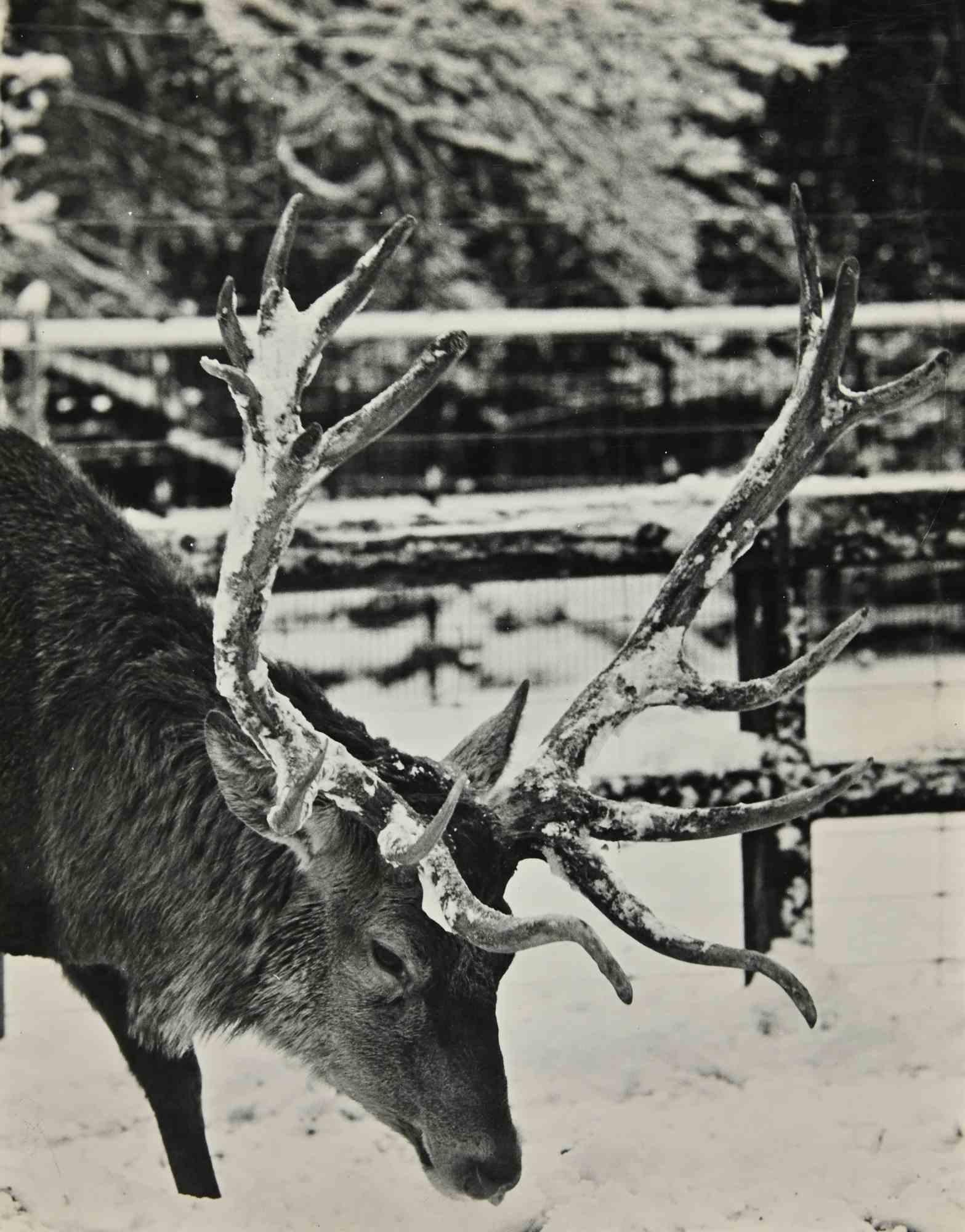 Unknown Figurative Photograph – Elk – Vintage-Fotografie – 1960er Jahre