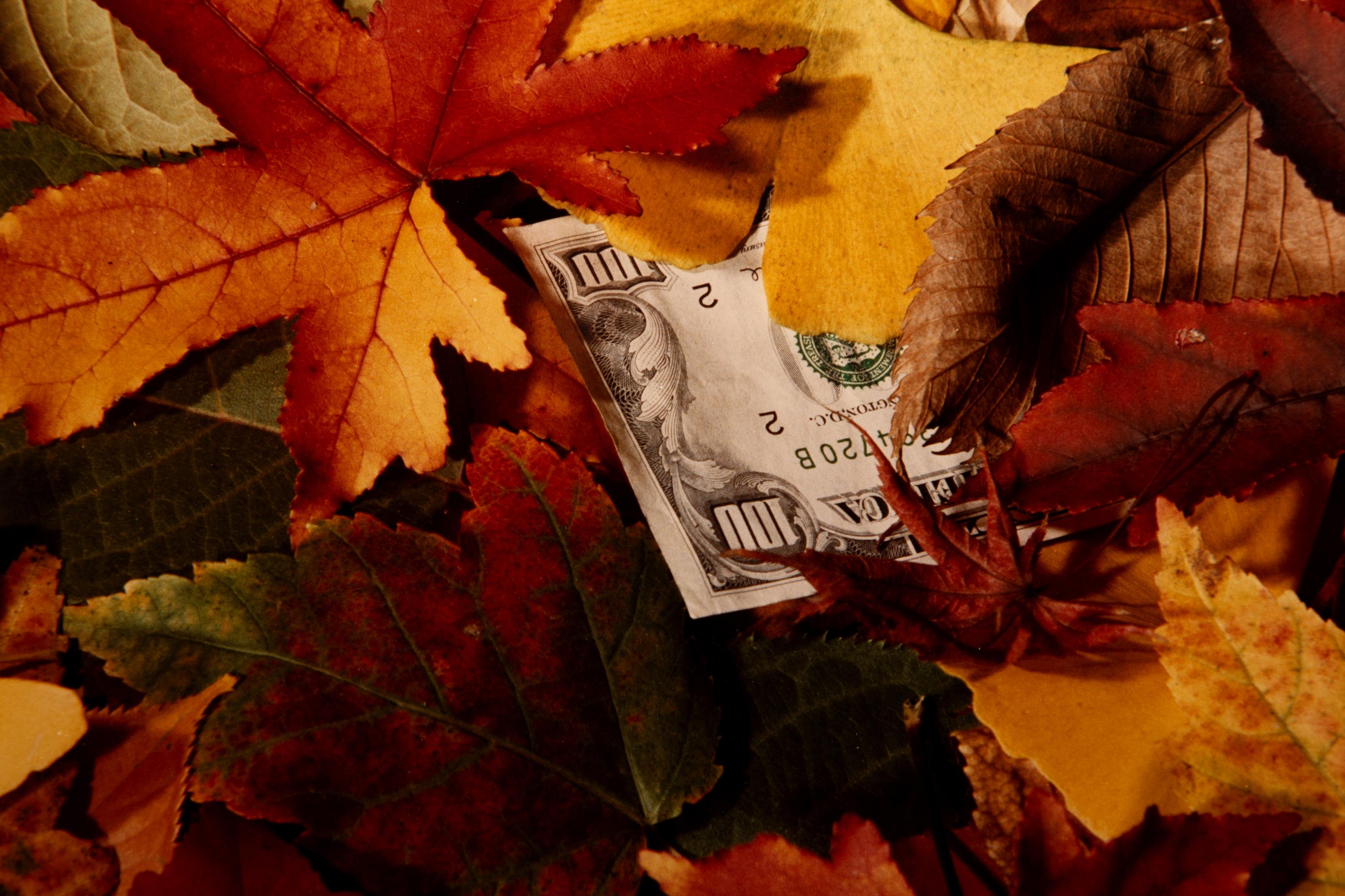 Fallen Leaves, Contemporary Pop Art Color Photograph by Joe Bly For Sale 1