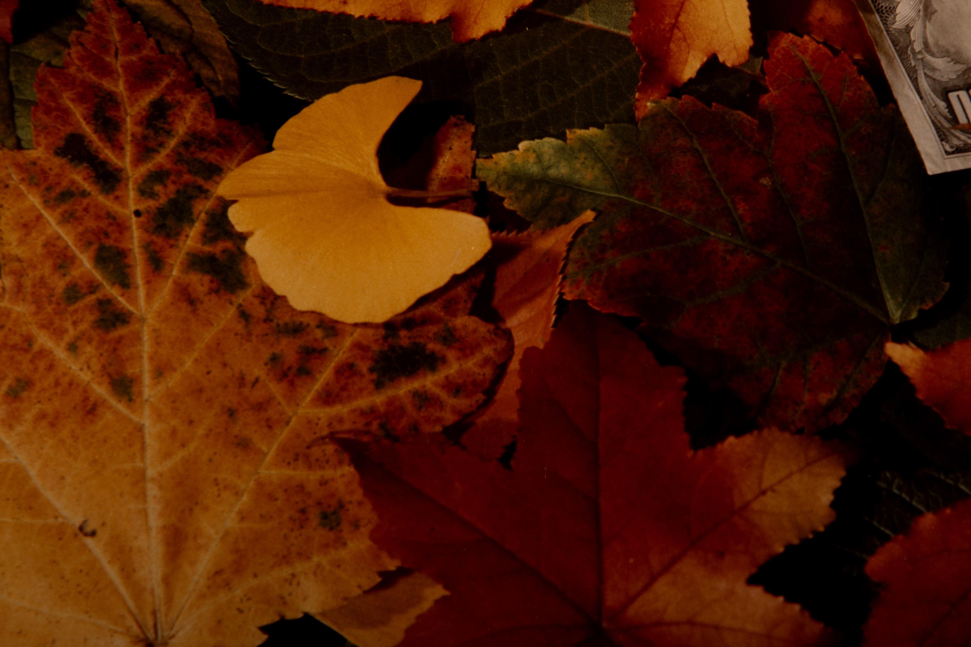 Fallen Leaves, Contemporary Pop Art Color Photograph by Joe Bly For Sale 2
